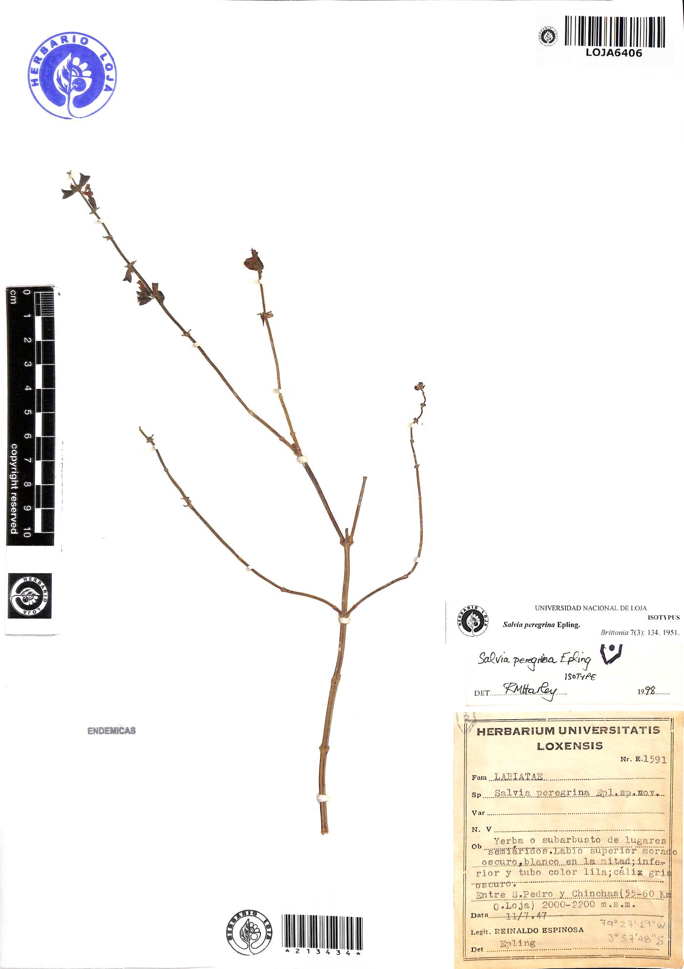 Salvia peregrina image