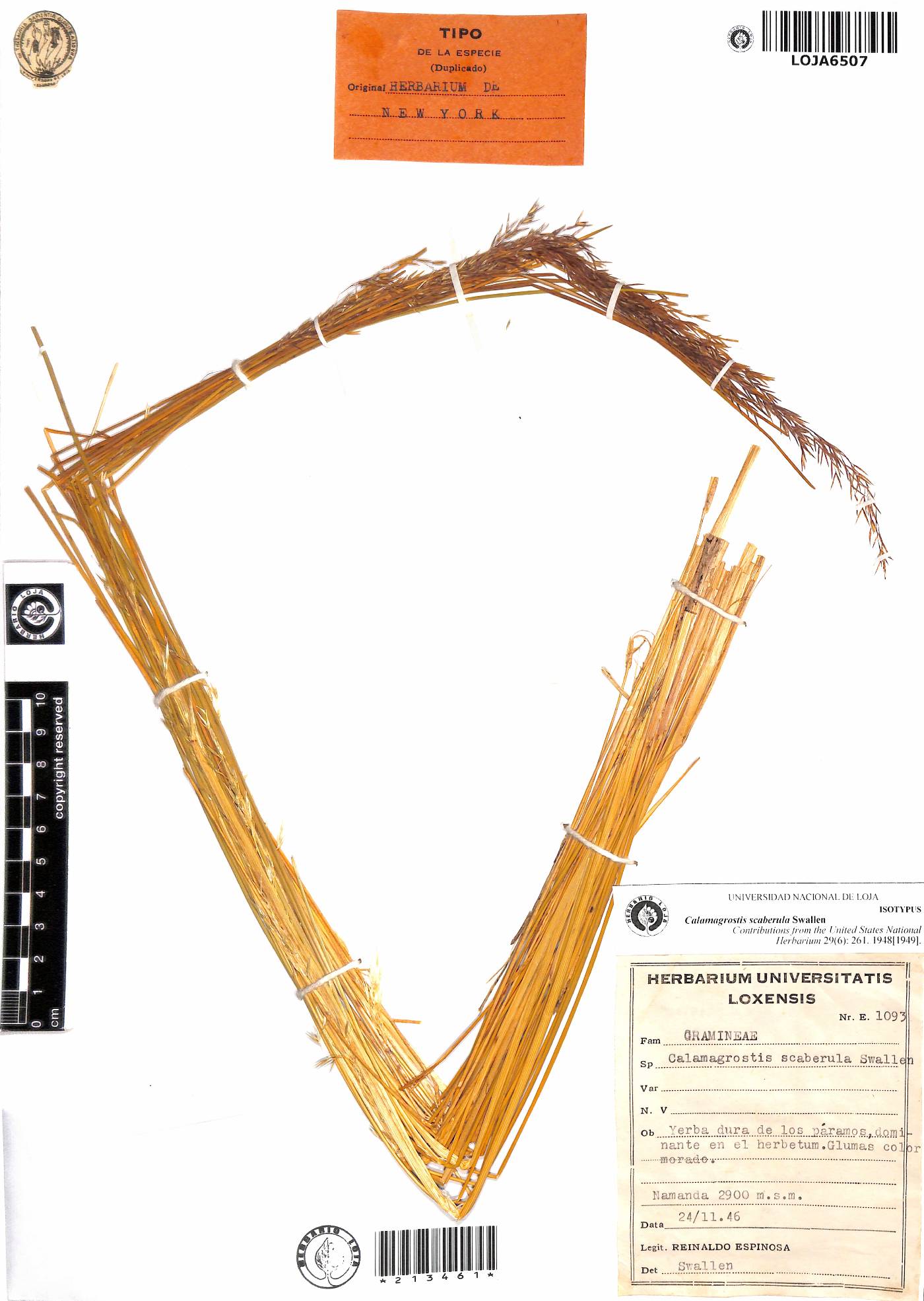 Calamagrostis scaberula image