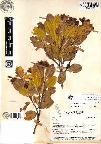 Axinaea disrupta image