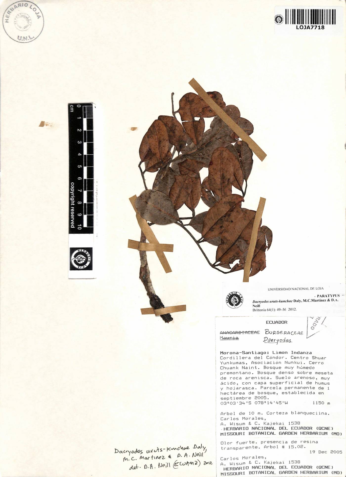 Dacryodes uruts-kunchae image