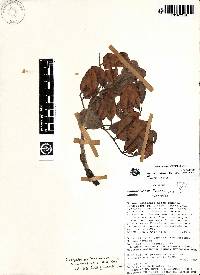 Dacryodes uruts-kunchae image