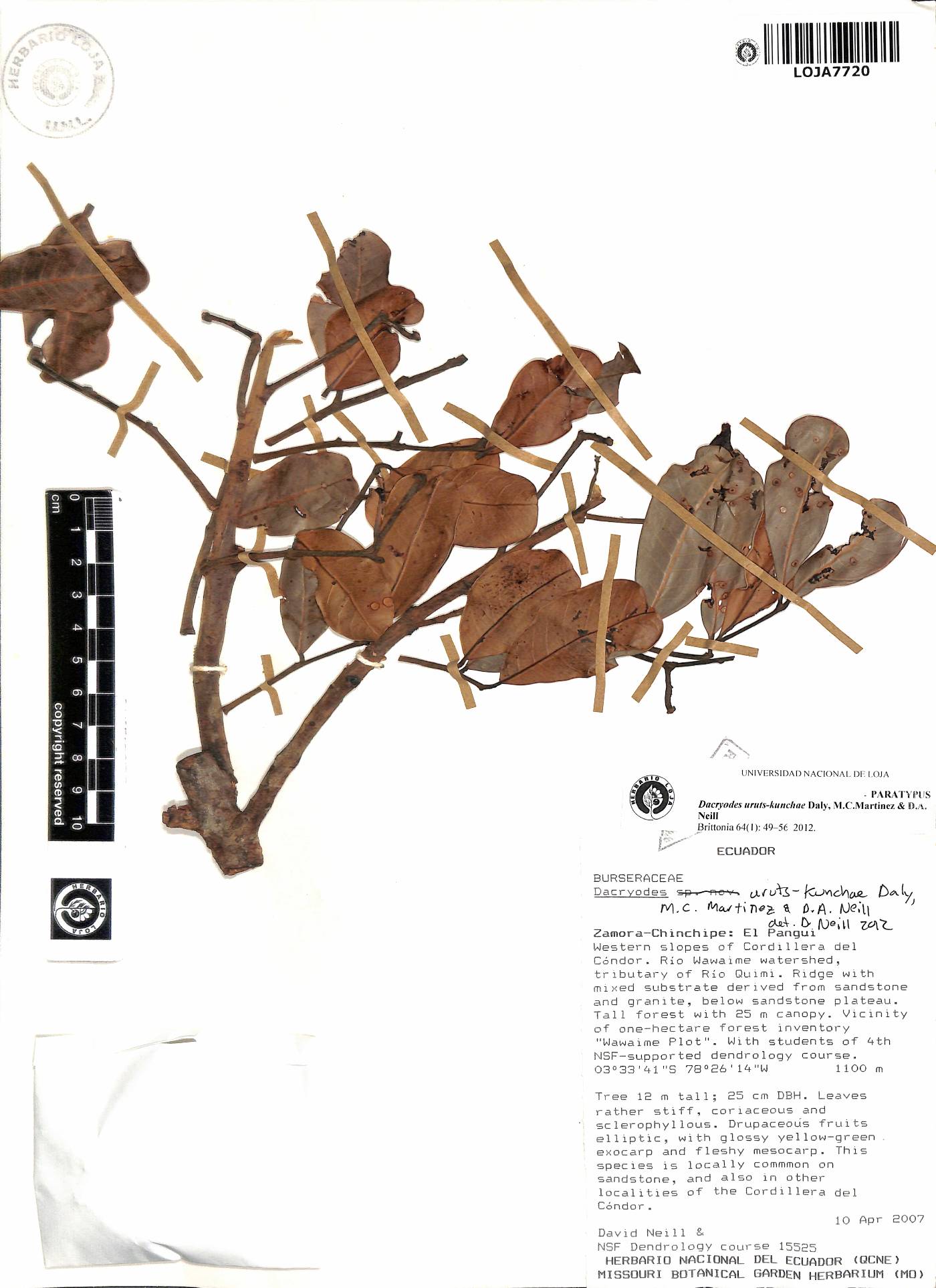 Dacryodes uruts-kunchae image