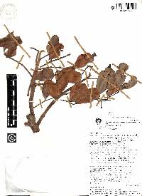 Dacryodes uruts-kunchae image