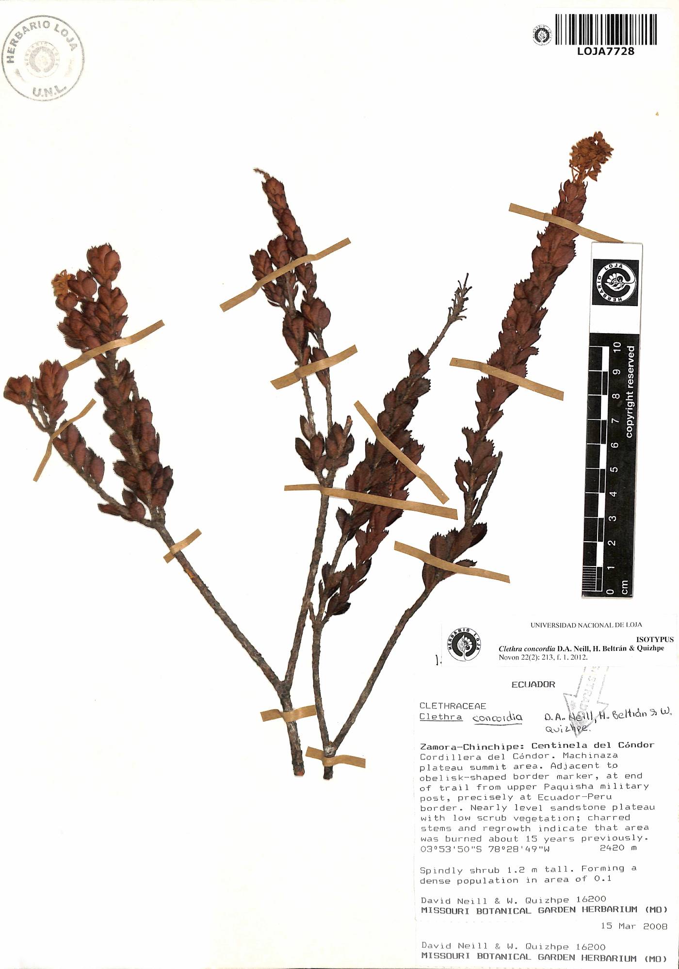 Clethra concordia image