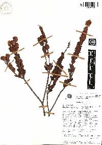 Clethra concordia image