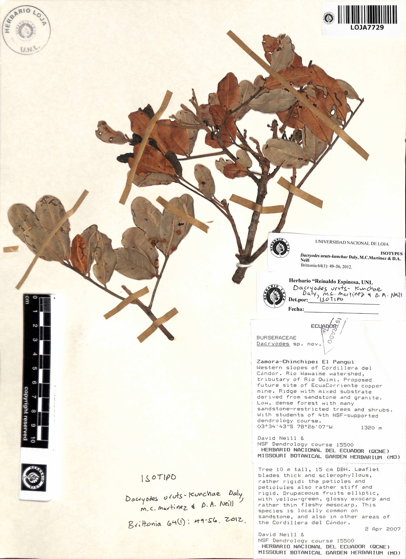 Dacryodes uruts-kunchae image