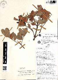 Dacryodes uruts-kunchae image