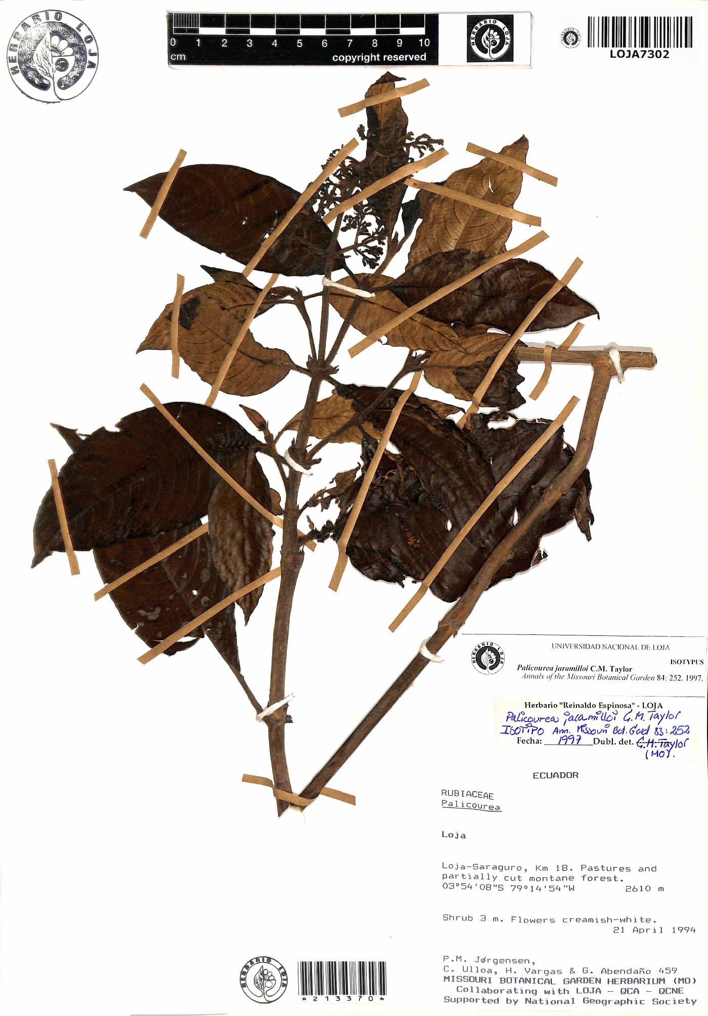 Palicourea jaramilloi image