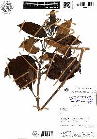 Palicourea jaramilloi image