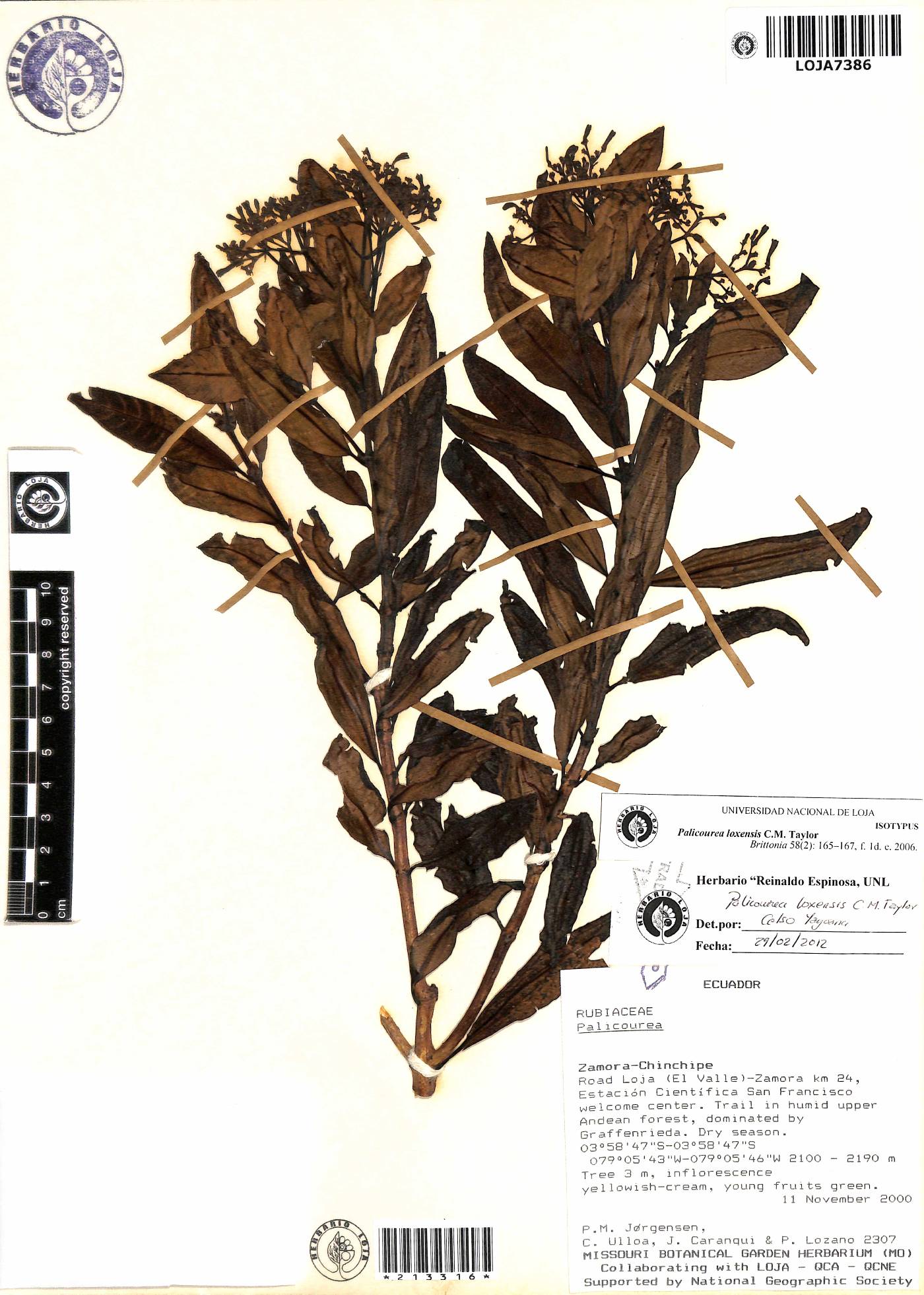 Palicourea loxensis image