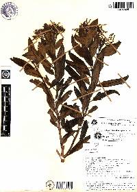 Palicourea loxensis image