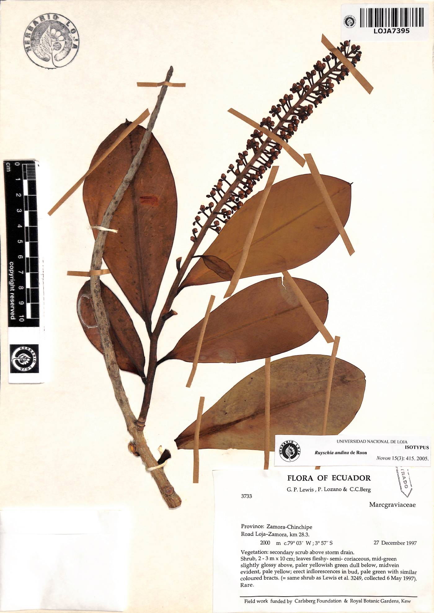 Ruyschia andina image