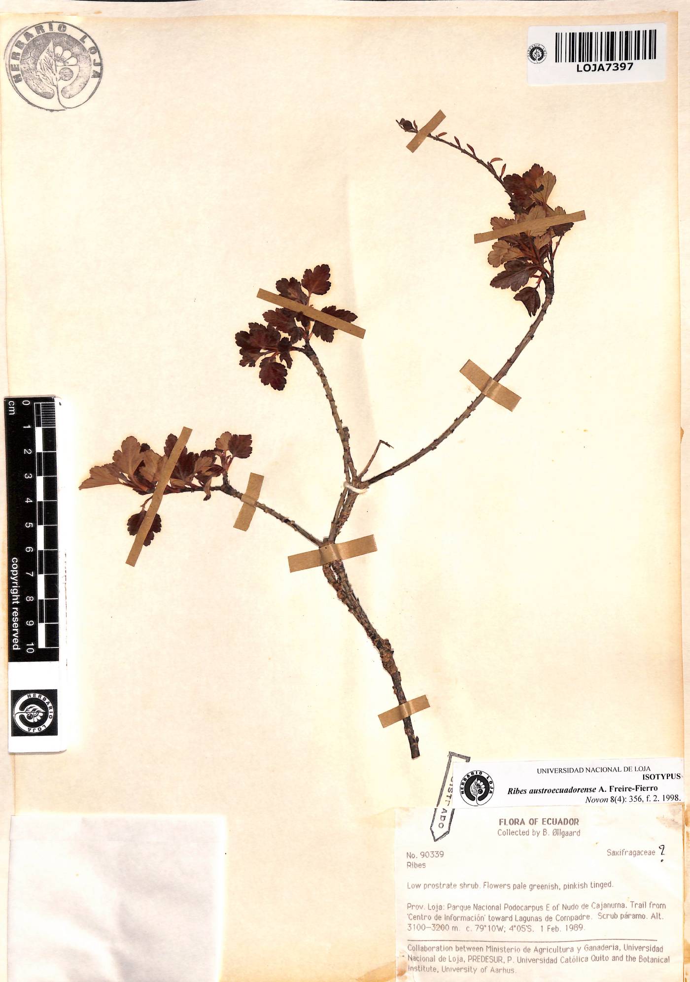 Grossulariaceae image