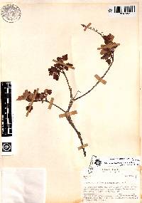 Ribes austroecuadorense image