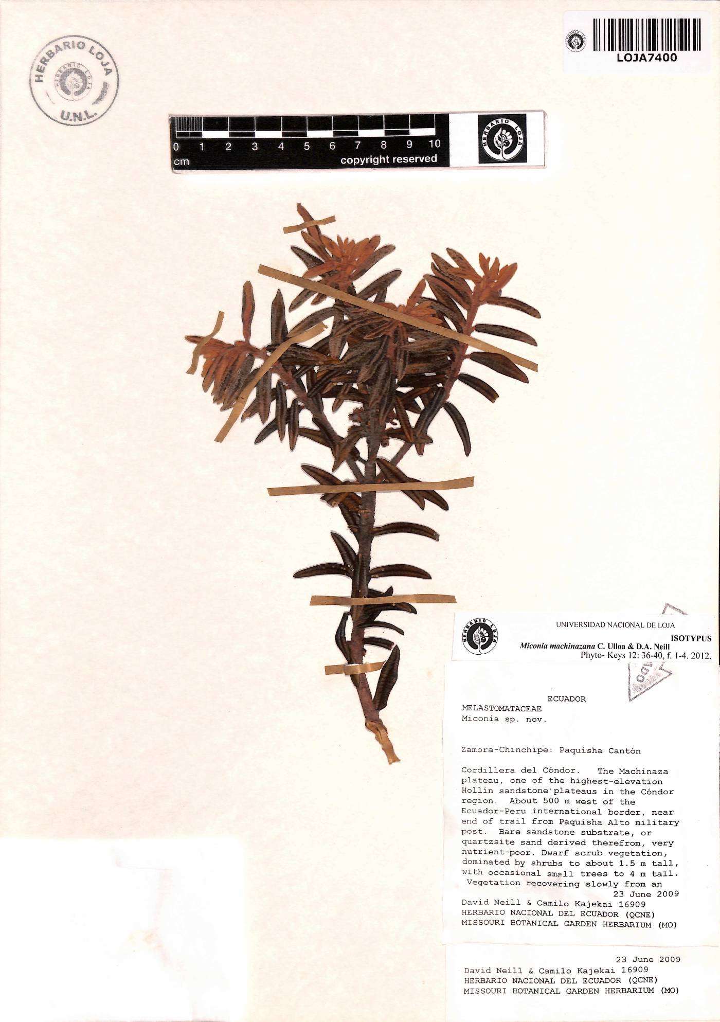 Miconia machinazana image