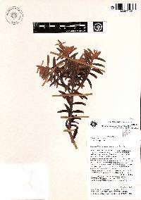 Miconia machinazana image