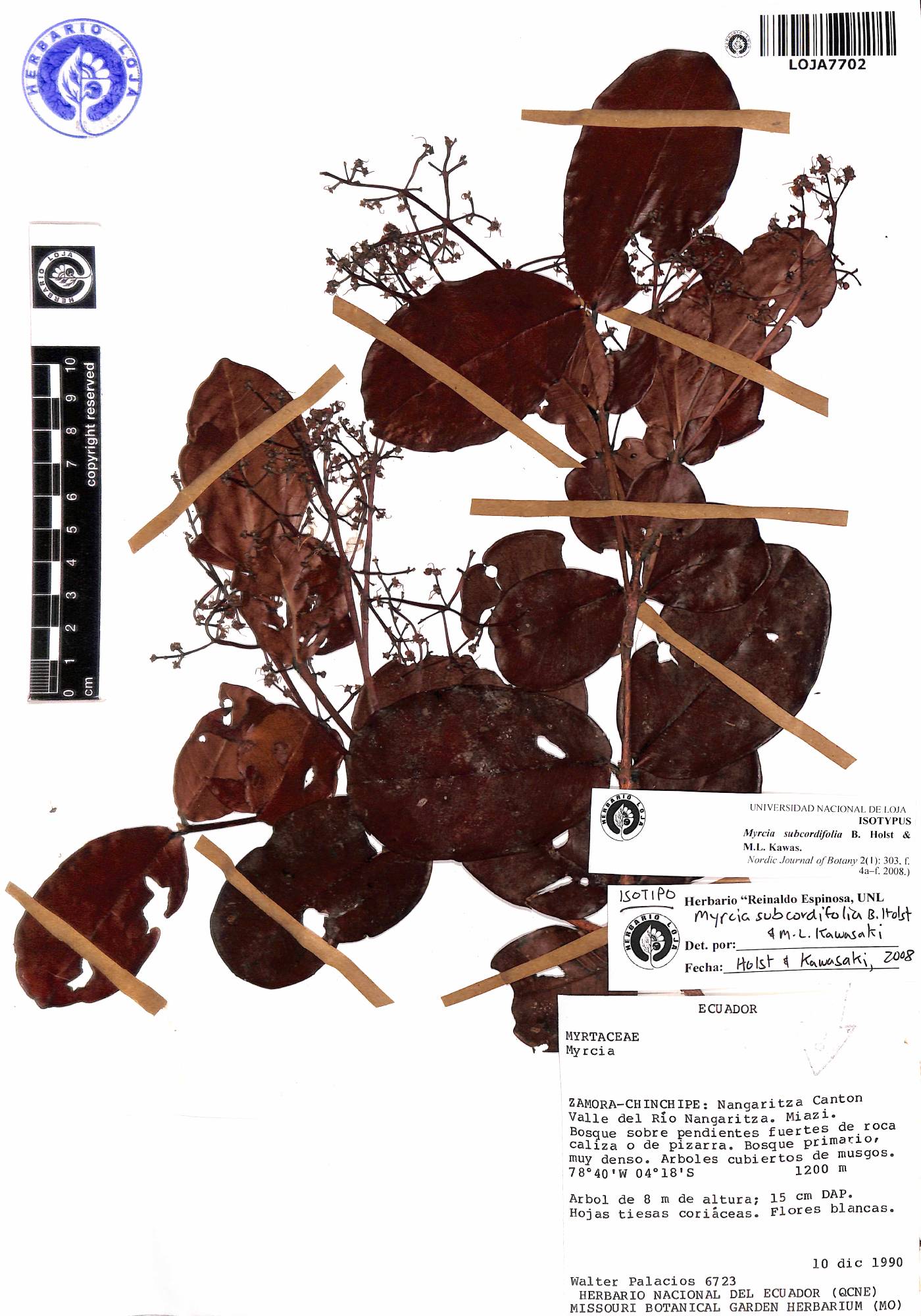 Myrcia subcordifolia image