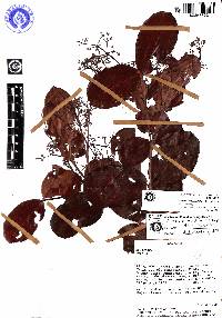 Myrcia subcordifolia image