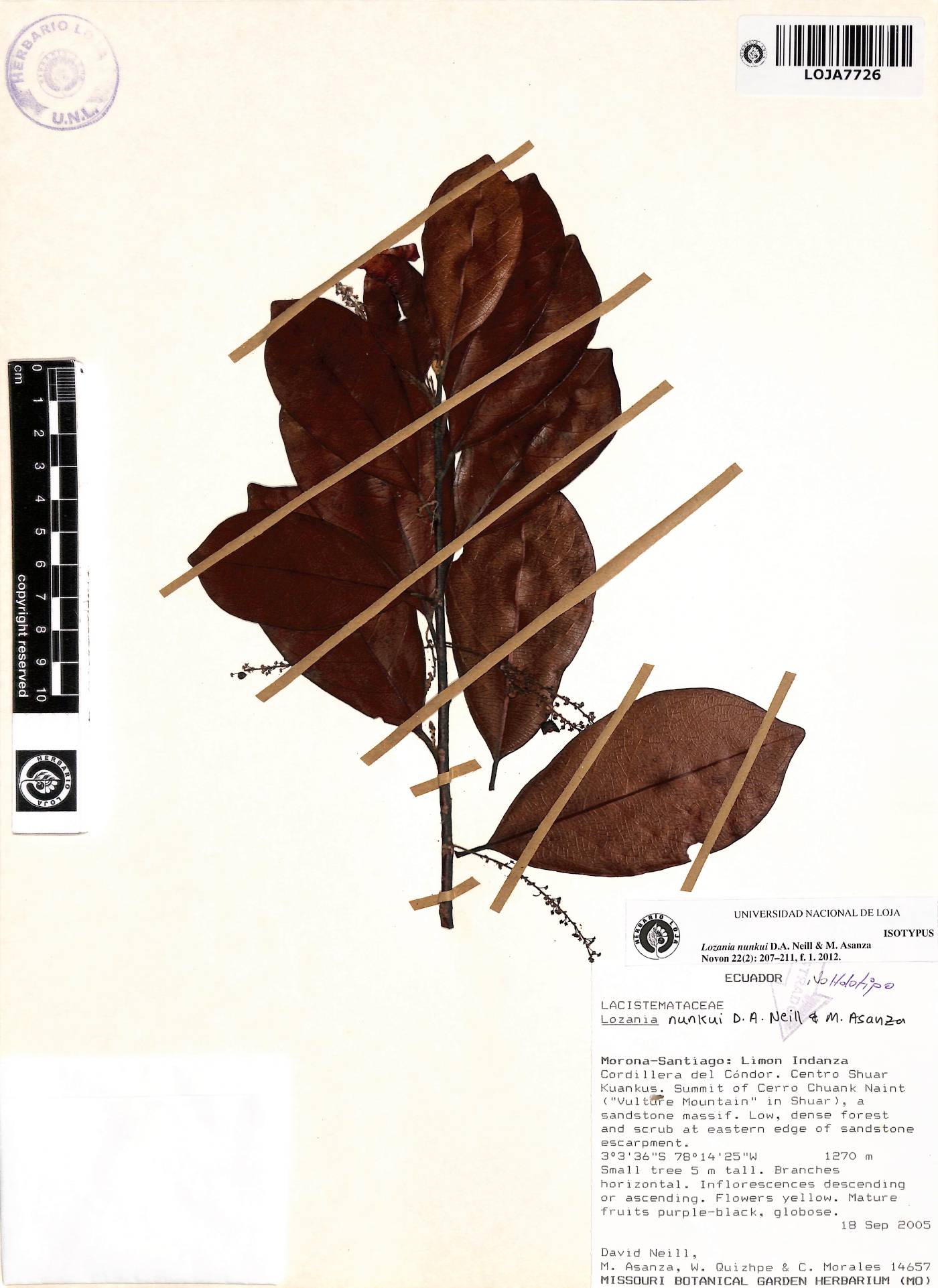 Lacistemataceae image