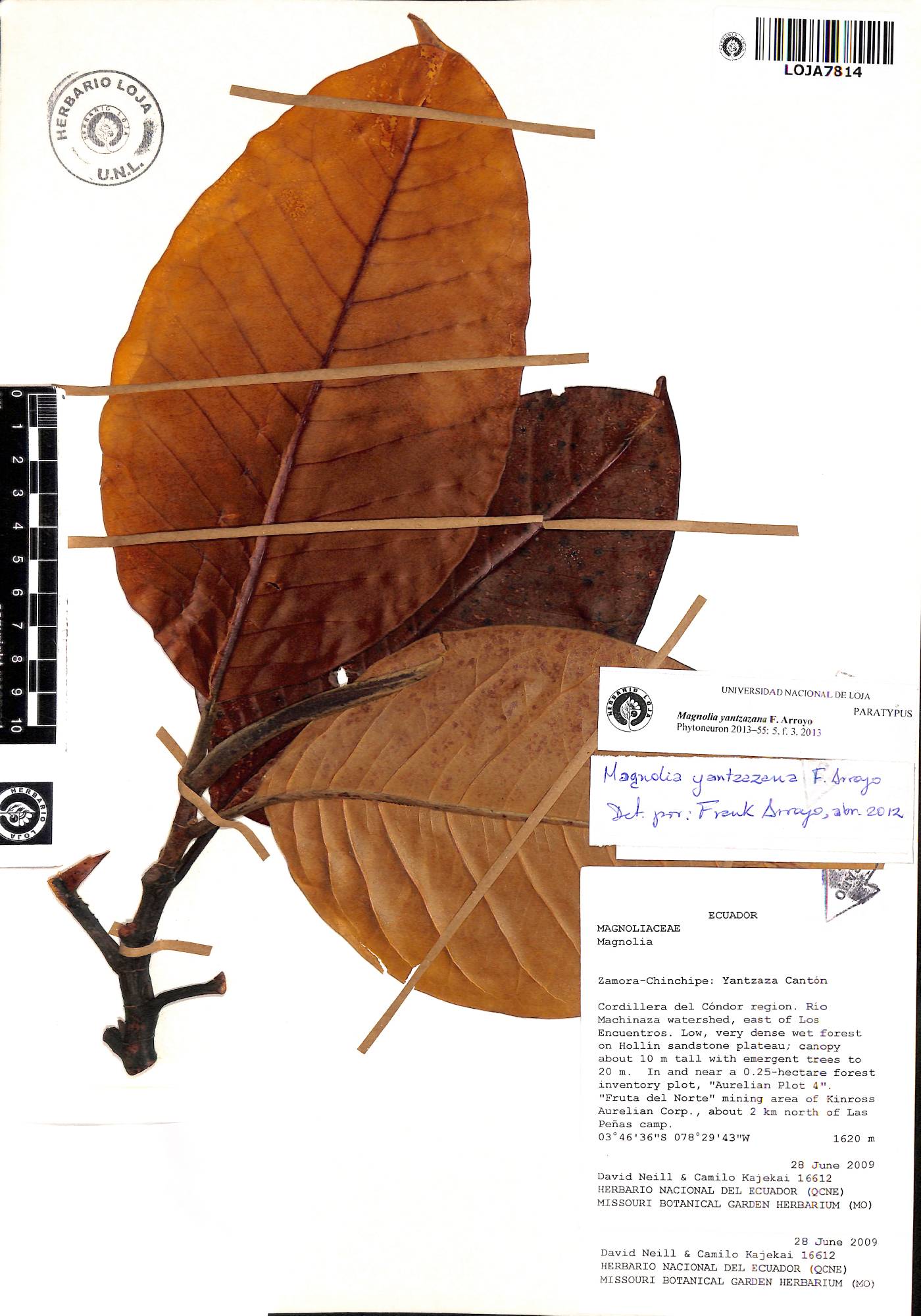 Magnolia yantzazana image