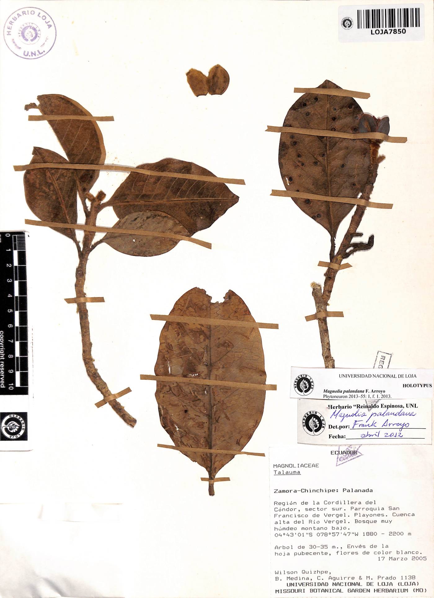 Magnolia palandana image