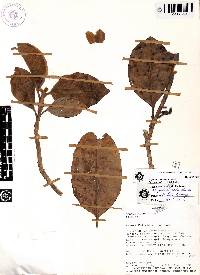 Magnolia palandana image