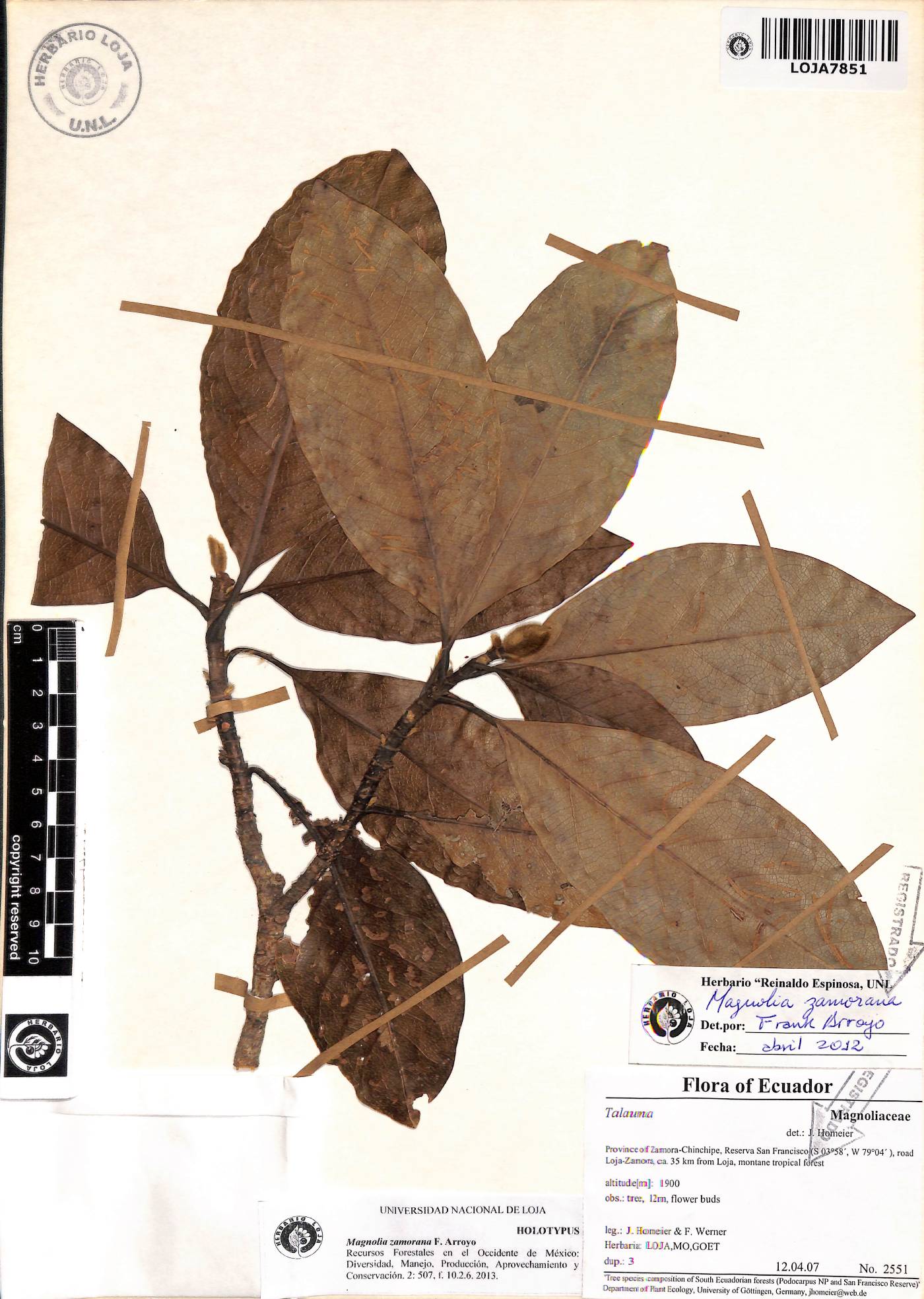 Magnolia zamorana image