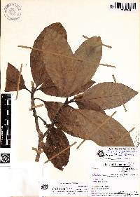 Image of Magnolia zamorana