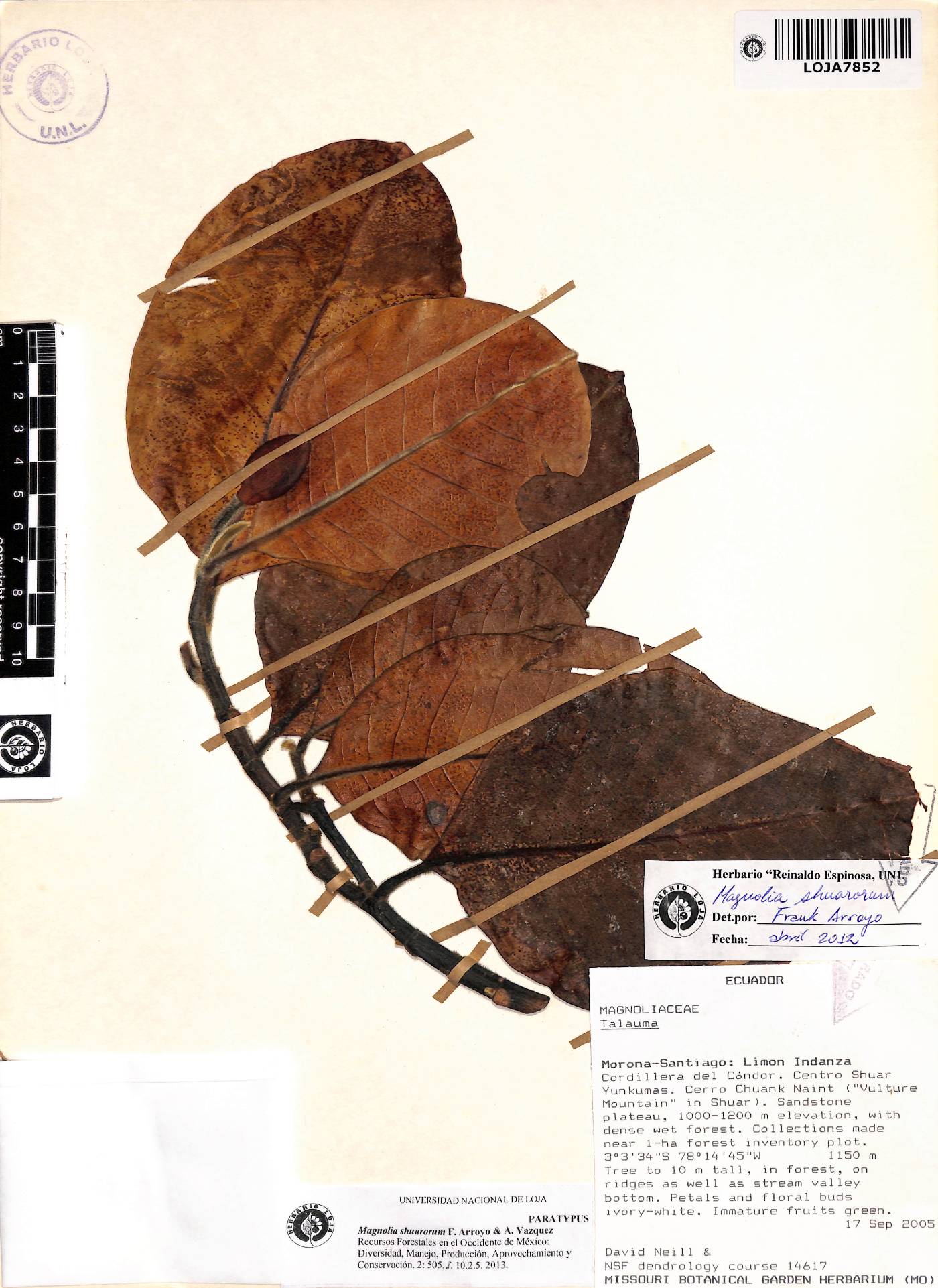 Magnolia shuariorum image