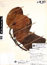 Magnolia shuariorum image