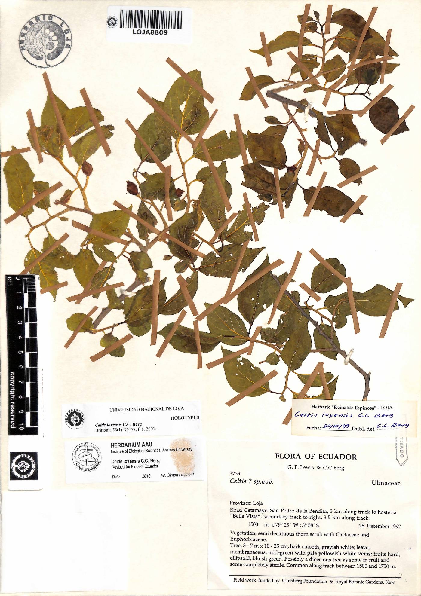 Celtis loxensis image