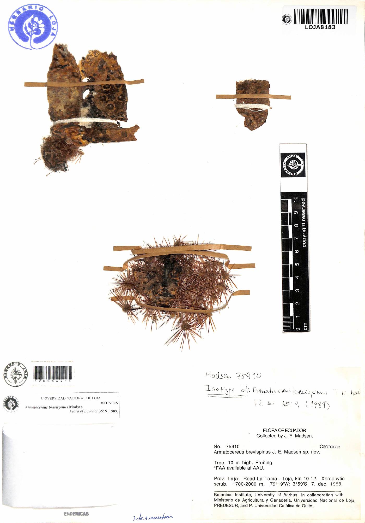 Armatocereus godingianus image