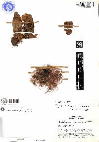 Armatocereus godingianus image