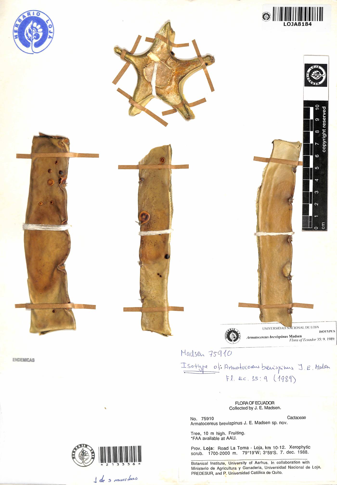 Armatocereus godingianus image