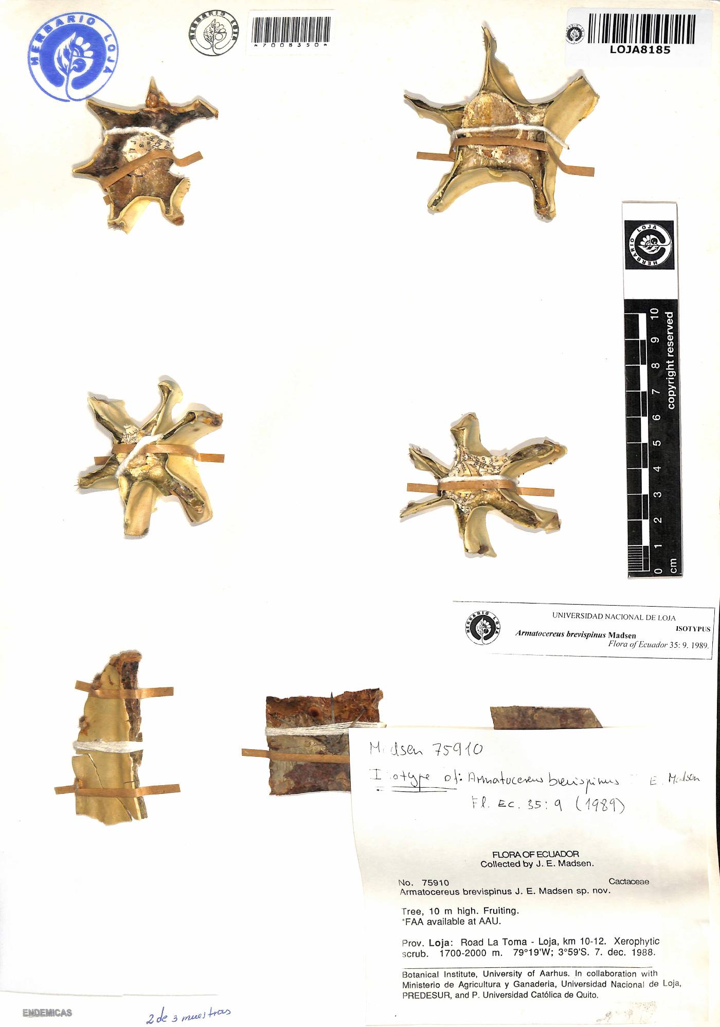 Armatocereus godingianus image