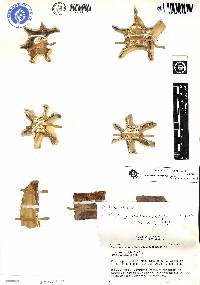 Armatocereus godingianus image