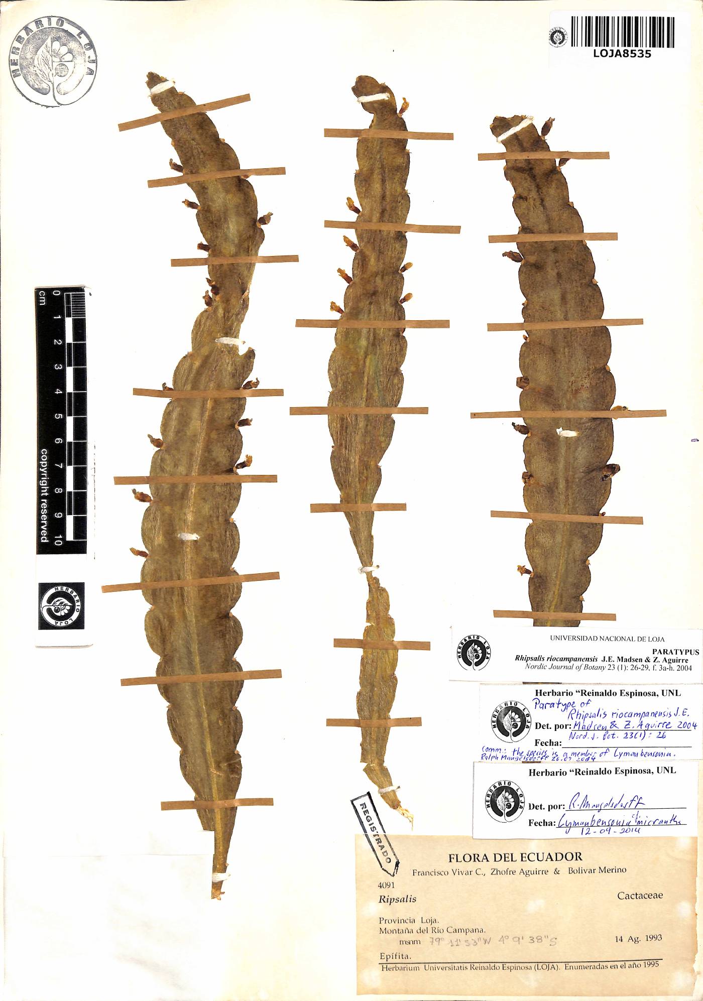 Lymanbensonia brevispina image