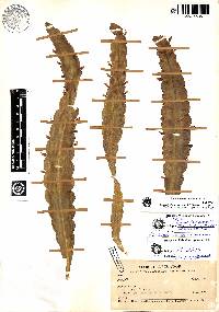 Image of Lymanbensonia brevispina