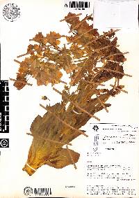 Gentianella profusa image