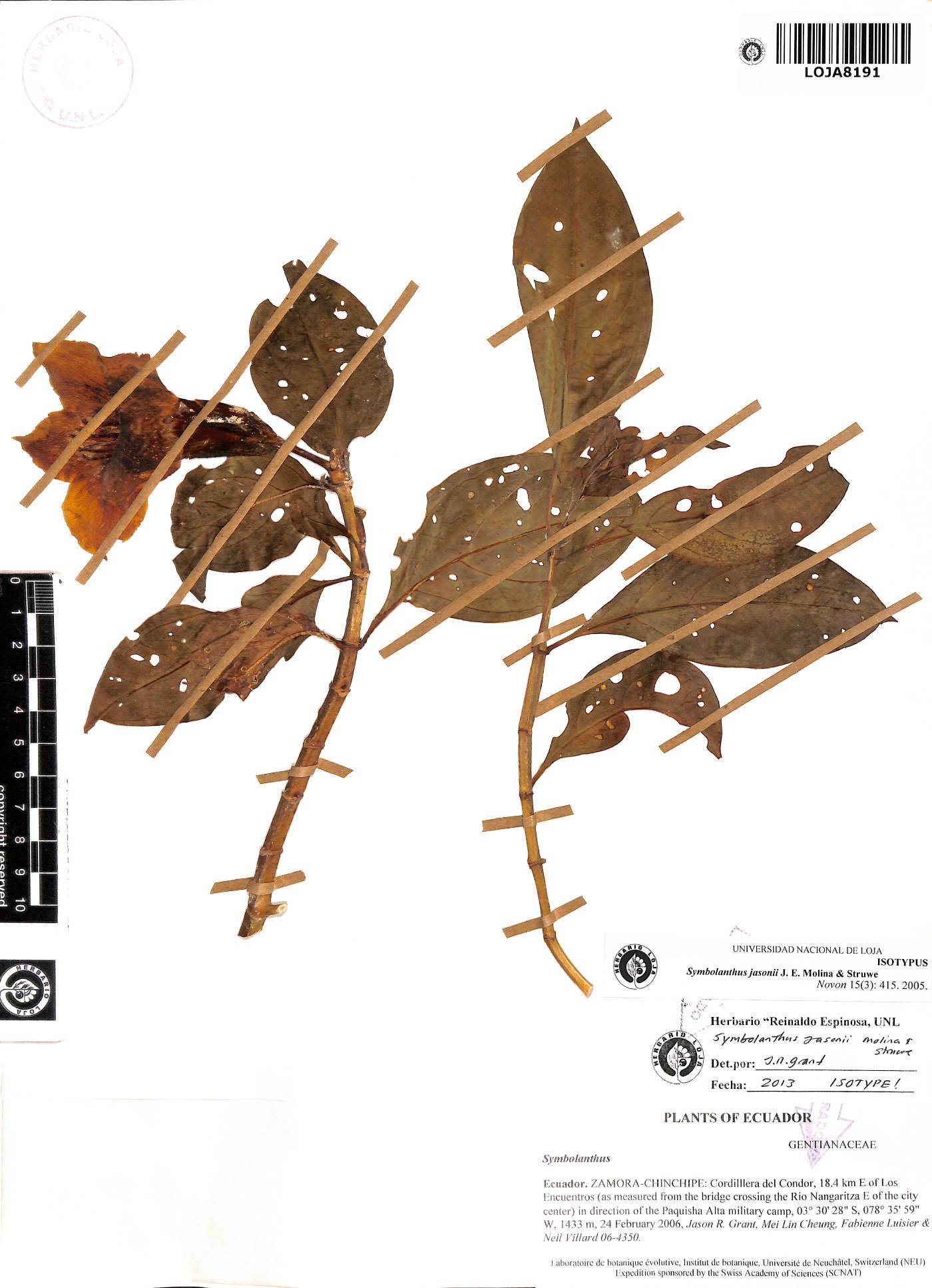 Symbolanthus jasonii image