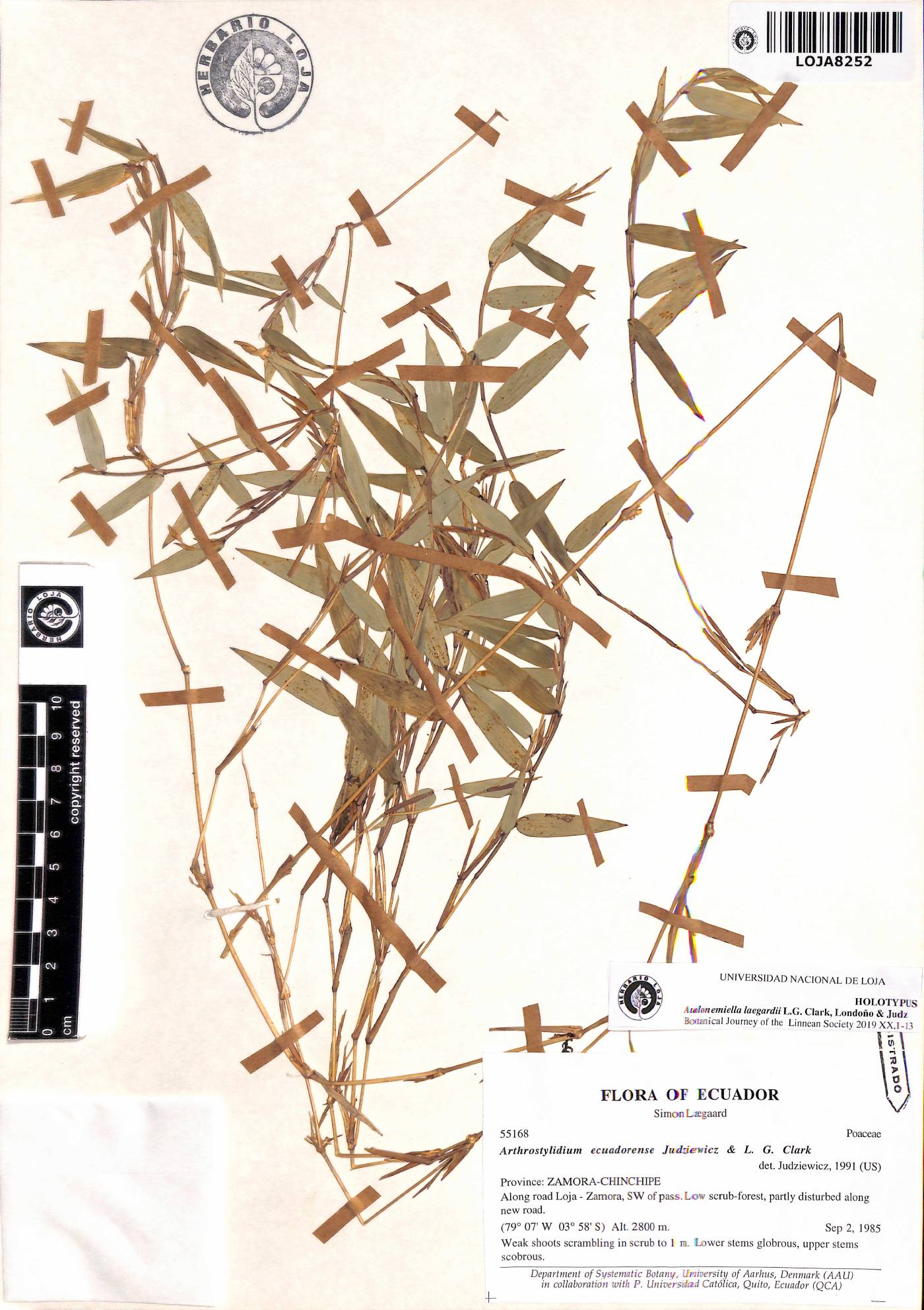 Arthrostylidium ecuadorense image