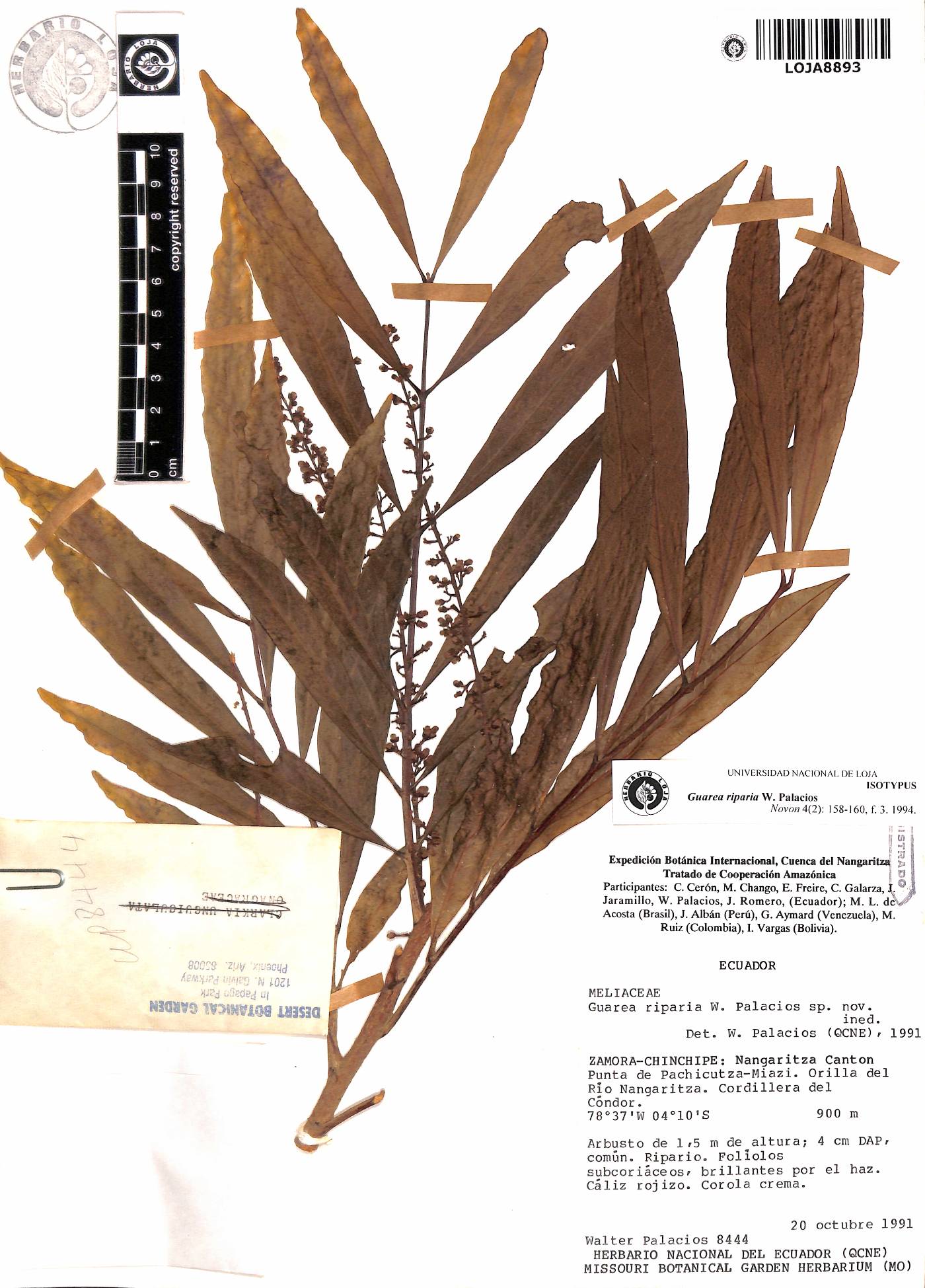 Guarea riparia image