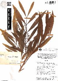 Guarea riparia image