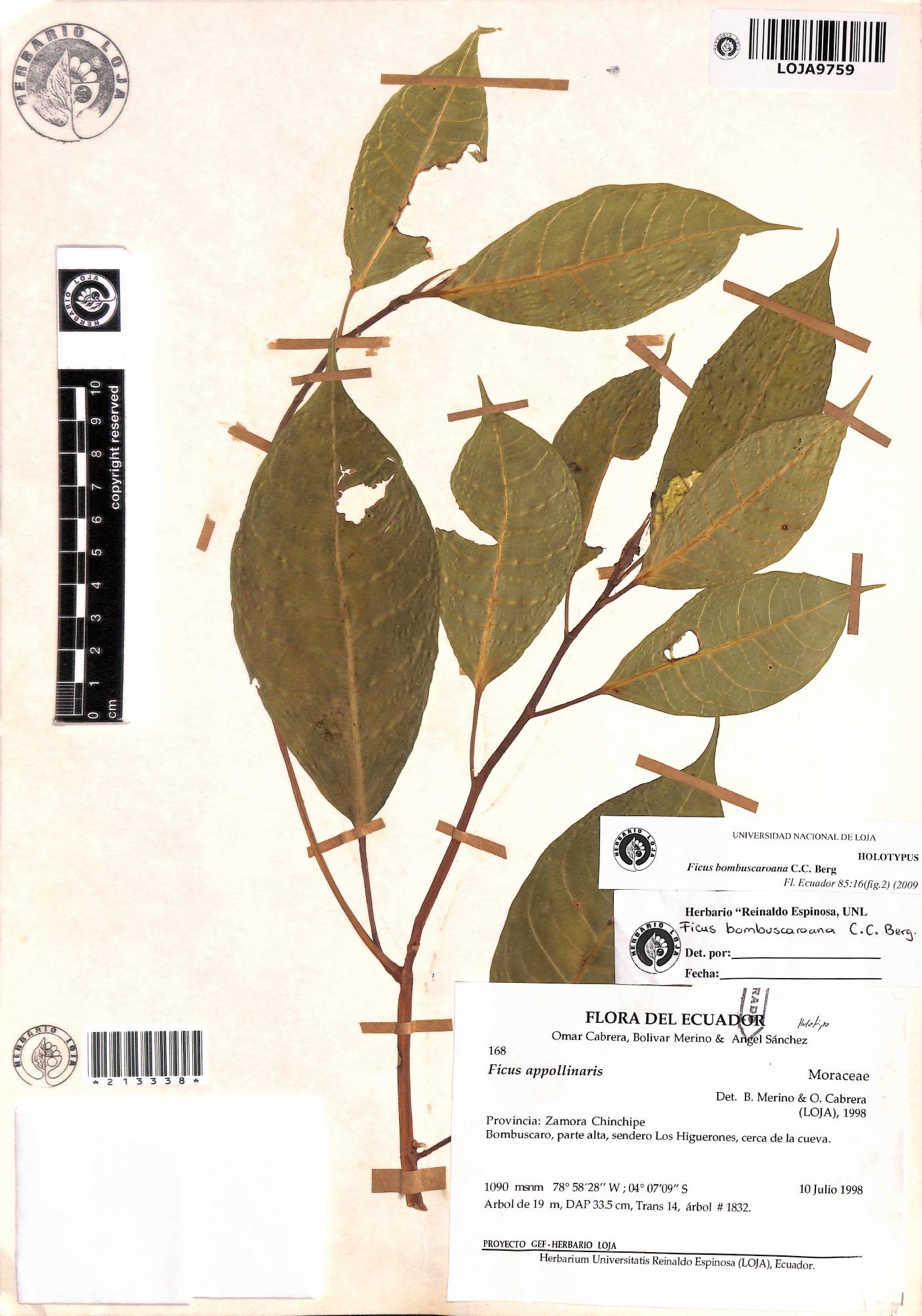 Ficus bombuscaroana image