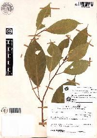 Image of Ficus bombuscaroana