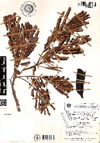 Stryphnodendron porcatum image