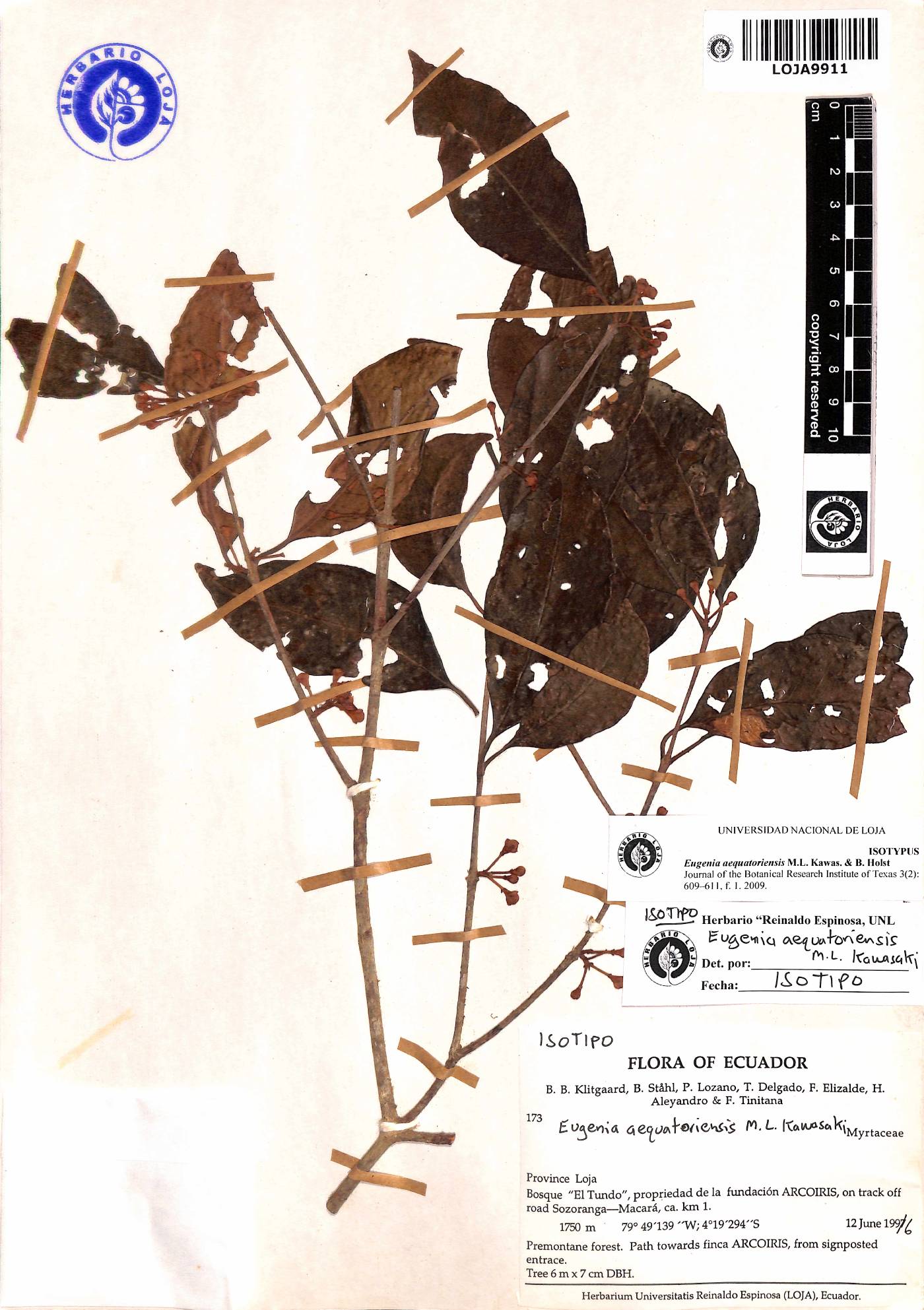 Eugenia aequatoriensis image