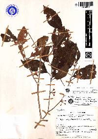 Eugenia aequatoriensis image