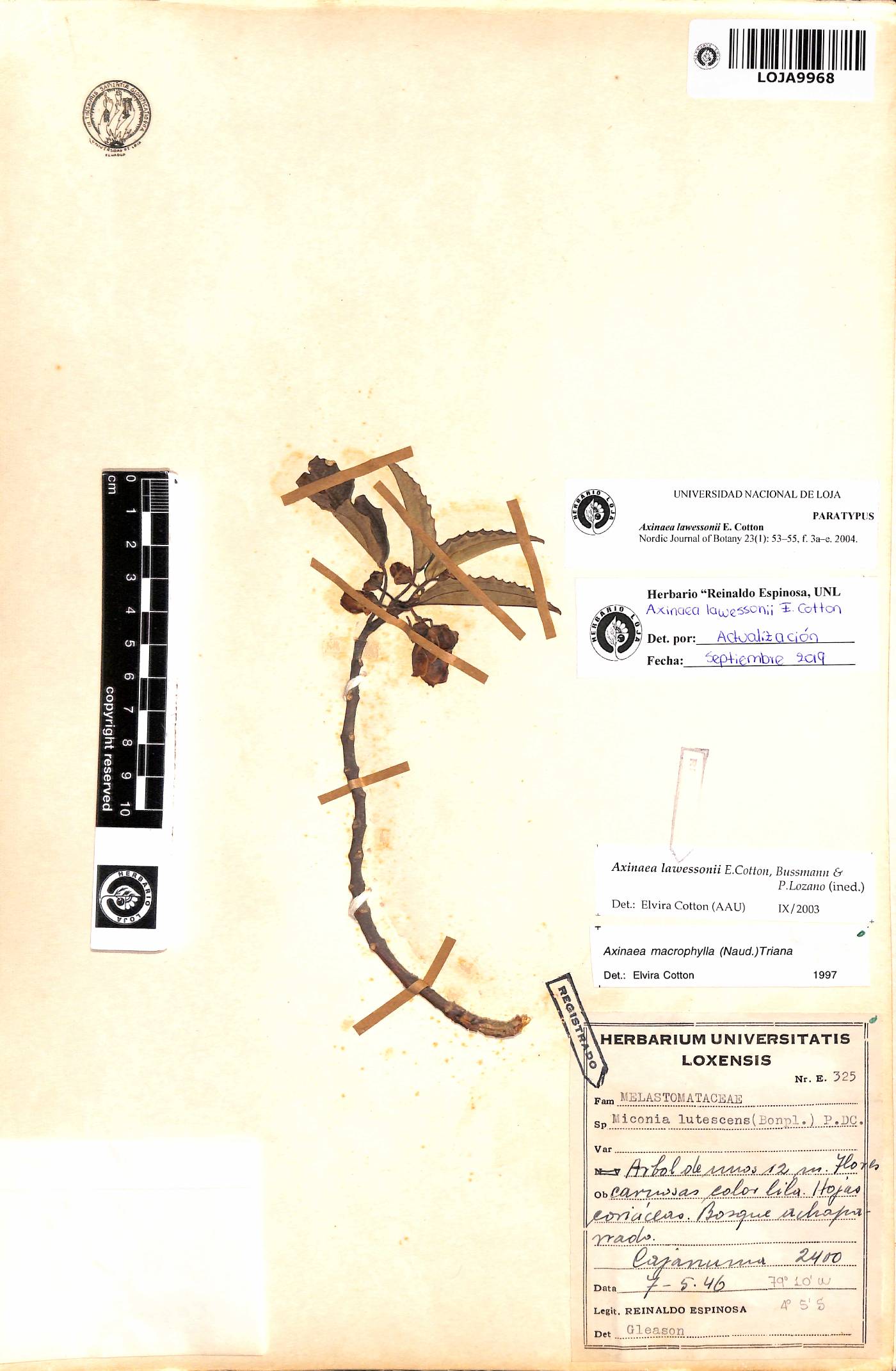 Axinaea lawessonii image