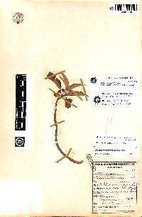 Axinaea lawessonii image